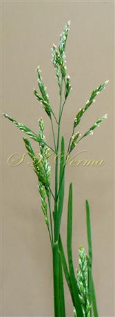  Inflorescence (Panicle)